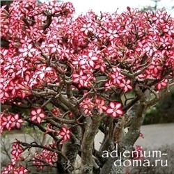 Adenium MULTIFLORUM (Мультифлорум)